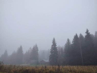 Ormanda sis. Ağaçların arkasındaki güneş ışınları. Slovakya