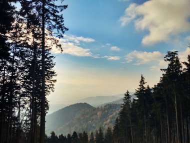 Ormanda sis. Ağaçların arkasındaki güneş ışınları. Slovakya
