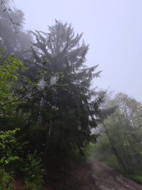 Ormanda sis. Ağaçların arkasındaki güneş ışınları. Slovakya