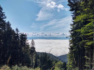 Ormanda sis. Ağaçların arkasındaki güneş ışınları. Slovakya