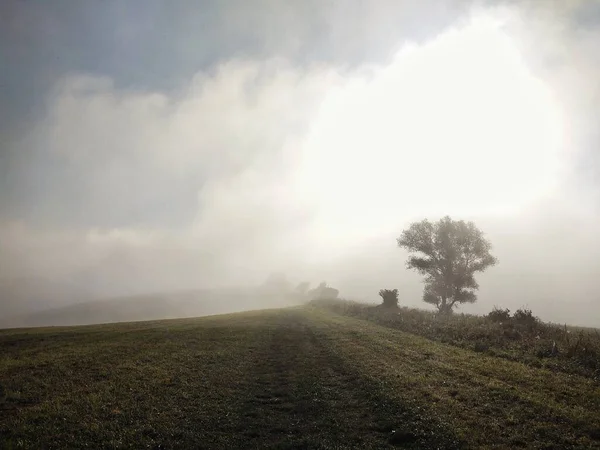 Туман Лісі Сонечко Деревами Словаччина — стокове фото