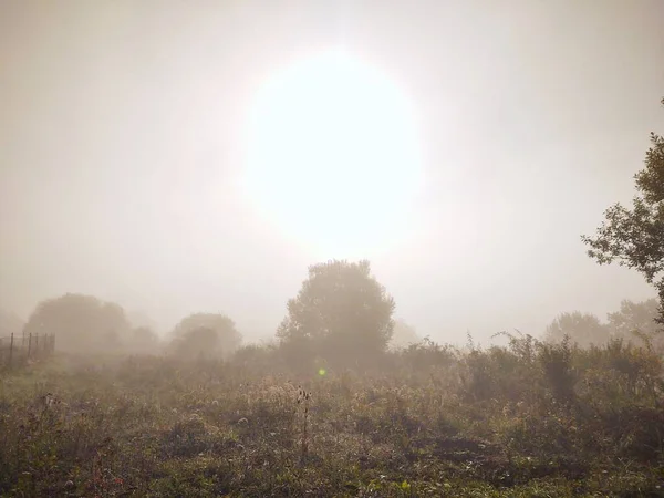 Niebla Bosque Rayos Sol Detrás Los Árboles Países Bajos — Foto de Stock