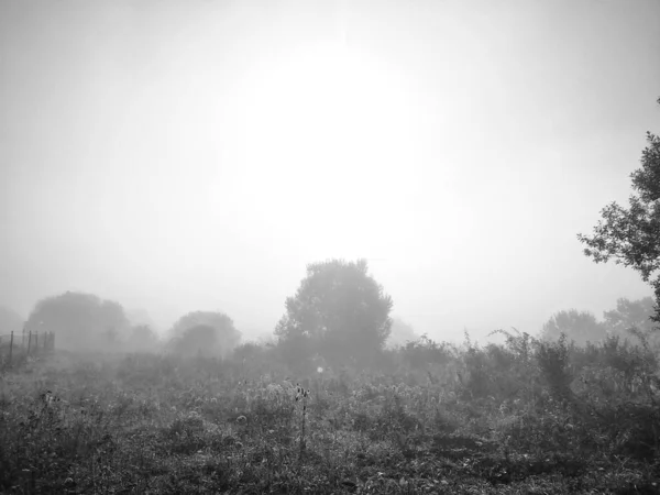 Brume Dans Forêt Rayons Soleil Derrière Les Arbres Slovaquie — Photo