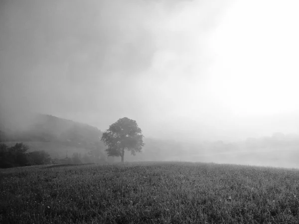 Nebel Wald Sonnenstrahlen Hinter Den Bäumen Slowakei — Stockfoto