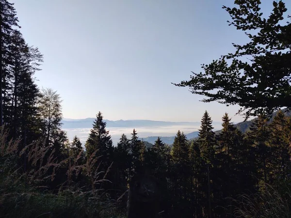 Nebel Wald Sonnenstrahlen Hinter Den Bäumen Slowakei — Stockfoto