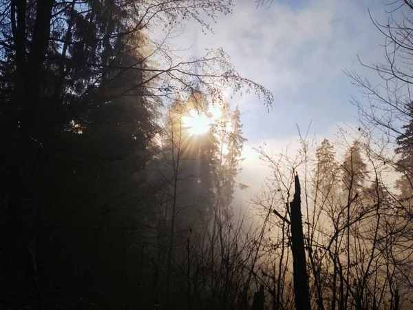 Nebel Wald Sonnenstrahlen Hinter Den Bäumen Slowakei — Stockfoto