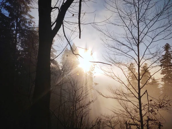 Brume Dans Forêt Rayons Soleil Derrière Les Arbres Slovaquie — Photo