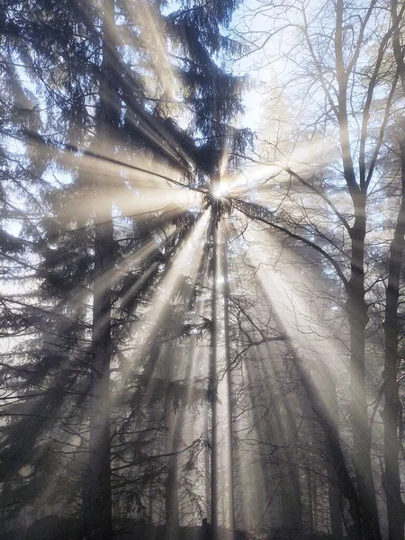 Nebel Wald Sonnenstrahlen Hinter Den Bäumen Slowakei — Stockfoto