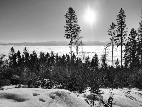 Mgła Lesie Promienie Słońca Drzewami Słowacja — Zdjęcie stockowe