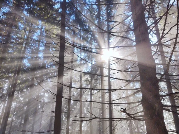 Mist Στο Δάσος Ηλιαχτίδες Πίσω Από Δέντρα Σλοβακία — Φωτογραφία Αρχείου