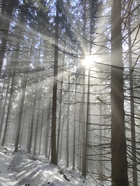 Nebel Wald Sonnenstrahlen Hinter Den Bäumen Slowakei — Stockfoto