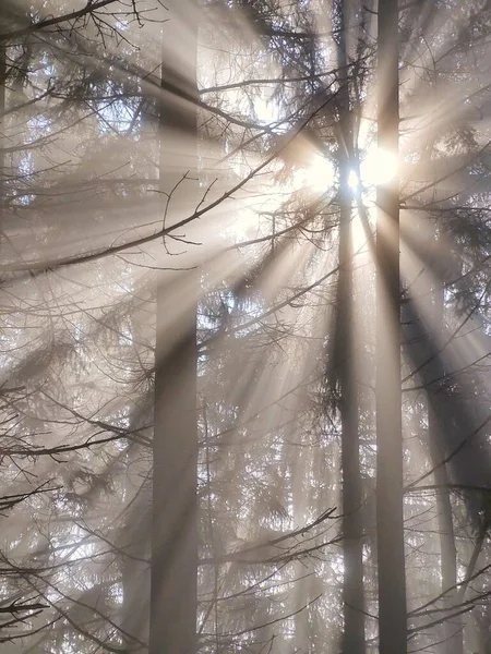 Niebla Bosque Rayos Sol Detrás Los Árboles Países Bajos — Foto de Stock