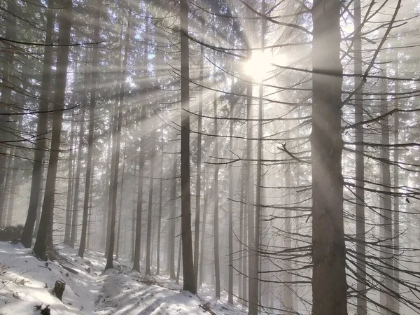 Nebel Wald Sonnenstrahlen Hinter Den Bäumen Slowakei — Stockfoto