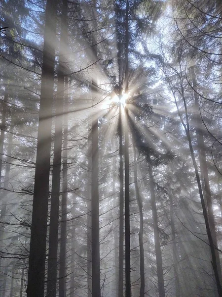 Névoa Floresta Raios Solares Atrás Das Árvores Eslováquia — Fotografia de Stock