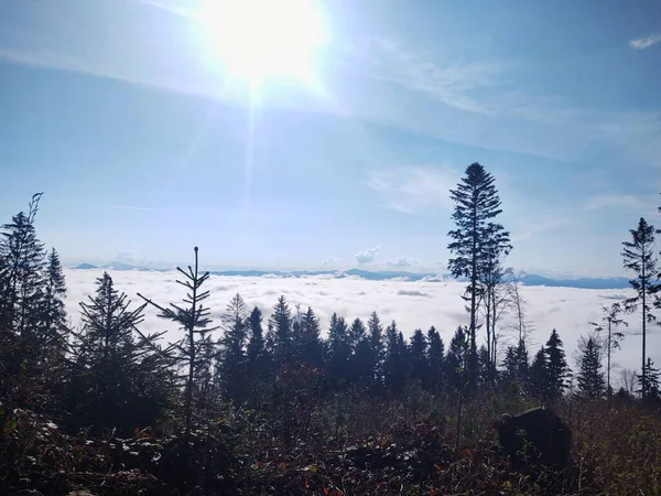 Mist Στο Δάσος Ηλιαχτίδες Πίσω Από Δέντρα Σλοβακία — Φωτογραφία Αρχείου