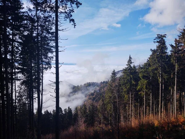 Mist Forest Sunrays Trees Slovakia — Stock Photo, Image