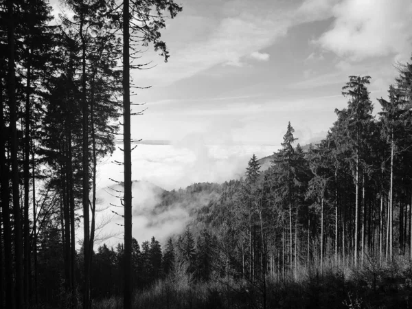 Туман Лісі Сонечко Деревами Словаччина — стокове фото