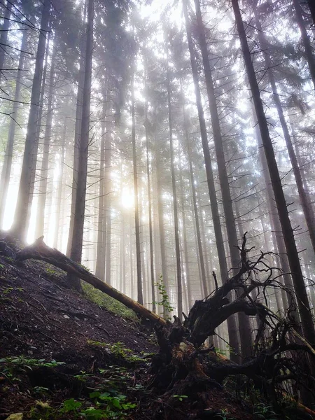 Névoa Floresta Raios Solares Atrás Das Árvores Eslováquia — Fotografia de Stock