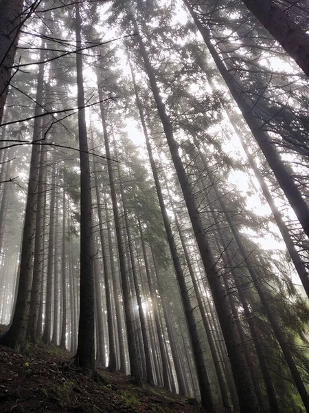 Mist Στο Δάσος Ηλιαχτίδες Πίσω Από Δέντρα Σλοβακία — Φωτογραφία Αρχείου