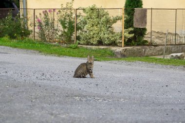Dağ kulübesinde ya da dağ evinde kedi var. Slovakya