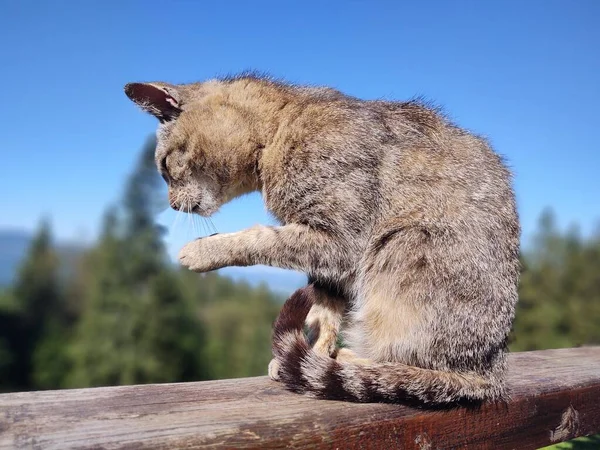 山のキャビンやシャレーの近くの自然の中で猫 スロバキア — ストック写真