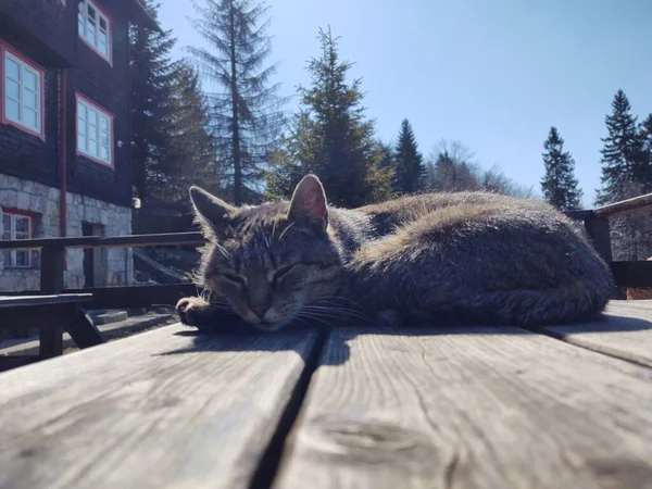 Gato Naturaleza Cerca Cabaña Montaña Chalet Países Bajos —  Fotos de Stock