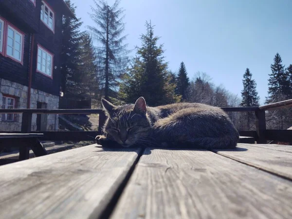 Kat Natuur Nabij Berghut Chalet Slowakije — Stockfoto