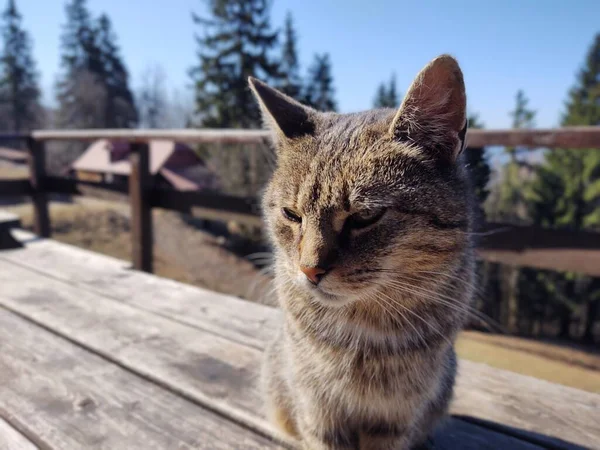 Kočka Přírodě Blízkosti Horské Chaty Nebo Chaty Slovensko — Stock fotografie