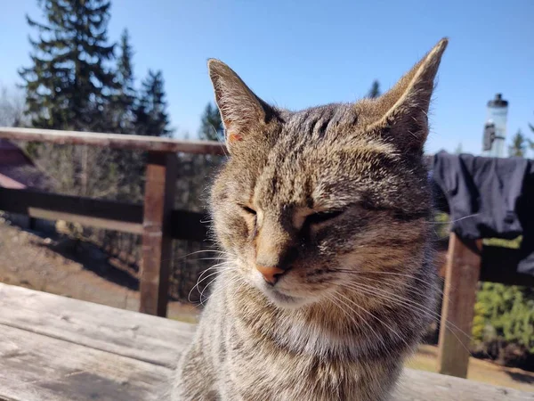 Kočka Přírodě Blízkosti Horské Chaty Nebo Chaty Slovensko — Stock fotografie