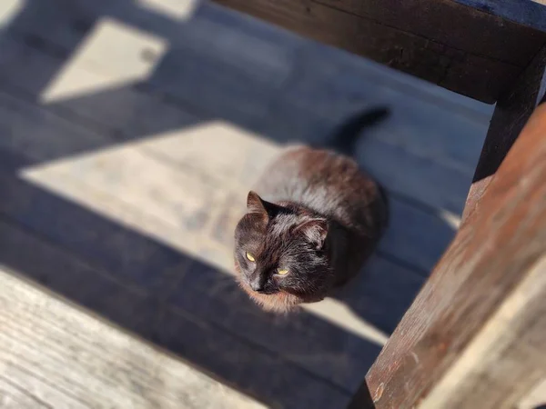 猫在大自然中靠近山间小屋或小木屋 斯洛伐克 — 图库照片