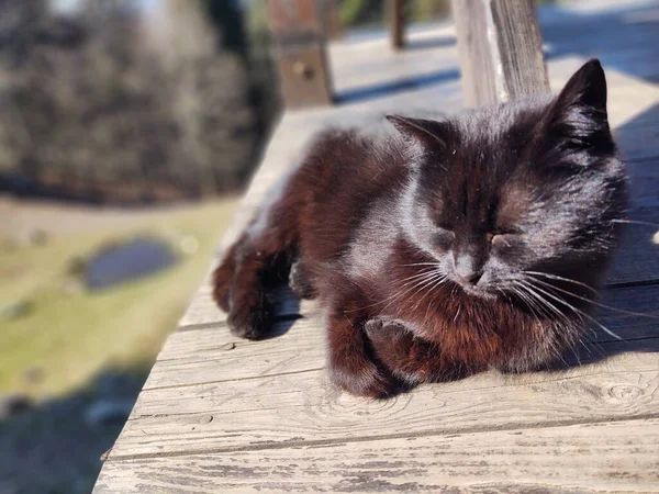 Gato Naturaleza Cerca Cabaña Montaña Chalet Países Bajos —  Fotos de Stock