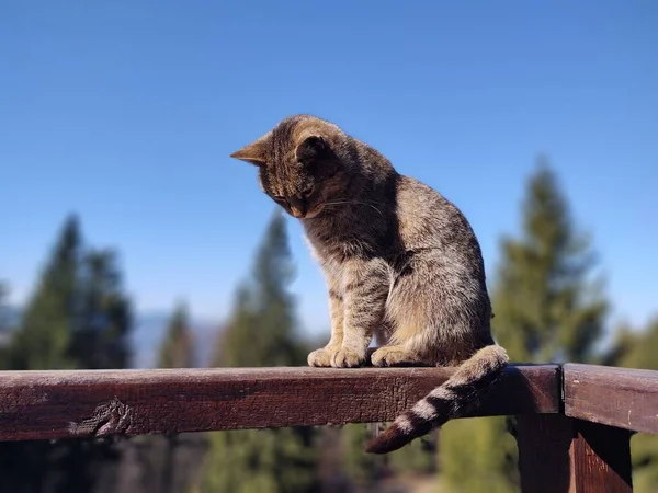 Katze Der Natur Der Nähe Der Berghütte Oder Chalet Slowakei — Stockfoto