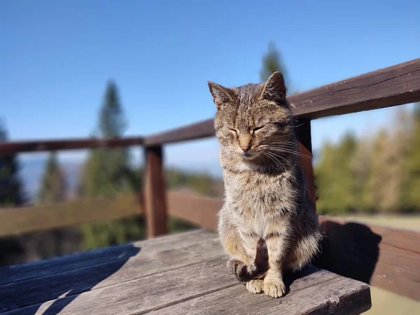 Γάτα Στη Φύση Κοντά Στο Βουνό Καμπίνα Σαλέ Σλοβακία — Φωτογραφία Αρχείου