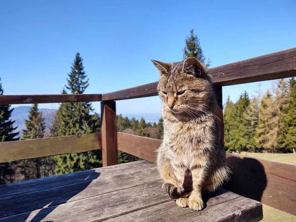 산장이나 근처의 속에서의 고양이 슬로바키아 — 스톡 사진