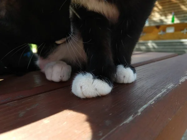 Gato Naturaleza Cerca Cabaña Montaña Chalet Países Bajos — Foto de Stock