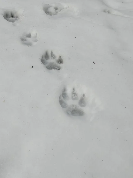 Animal Footprints Snow Winter Slovakia — Stock Photo, Image
