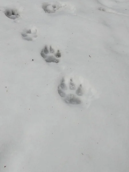 Animal footprints in the snow during winter. Slovakia
