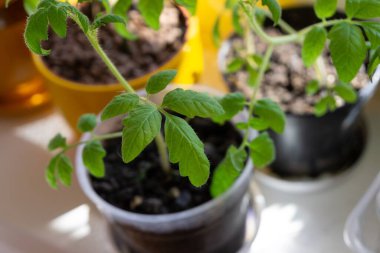 Pencere pervazındaki saksılarda domates bitkileri var. Slovakya