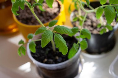 Pencere pervazındaki saksılarda domates bitkileri var. Slovakya