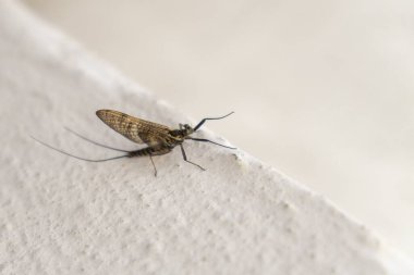 Ephemeroptera ve evin duvarındaki deri. Slovakya