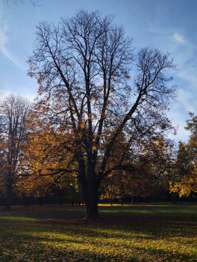 Autumn colorful leaves on the ground and on the trees. Slovakia