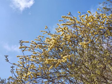 Bahar ağacı çiçekli. Söğüt wkith catkins Dalı - kuzu kuyrukları. Slovakya