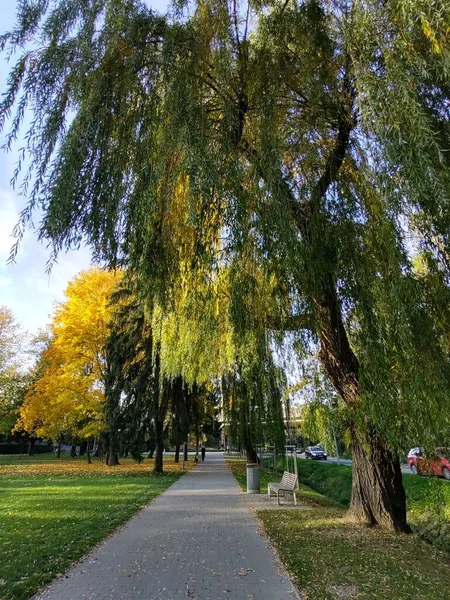 Осень Красочные Листья Земле Деревьях Словакия — стоковое фото
