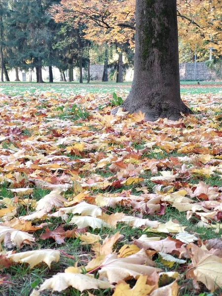 Outono Folhas Coloridas Chão Nas Árvores Eslováquia — Fotografia de Stock