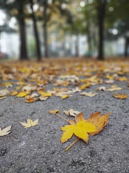 Осень Красочные Листья Земле Деревьях Словакия — стоковое фото