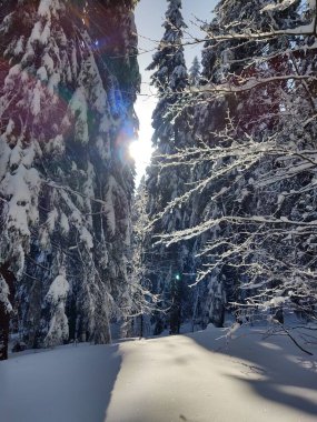 Kış boyunca kar altında doğa. Slovakya