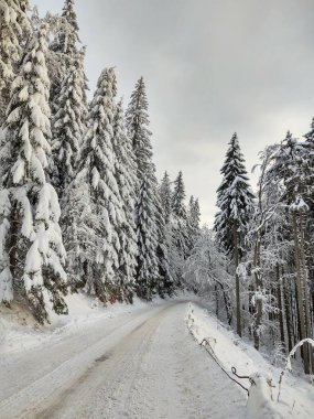 Nature under the snow during winter. Slovak