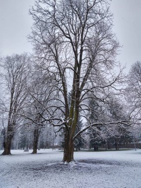 Sonbahar renkli yapraklar yerde ve ağaçlarda. Slovakya