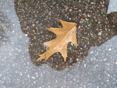 autumn leaves on the ground in the puddle
