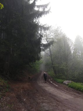 Sonbahar ve kış boyunca ormanda ve dağlarda sislerin tersine dönmesi. Slovakya